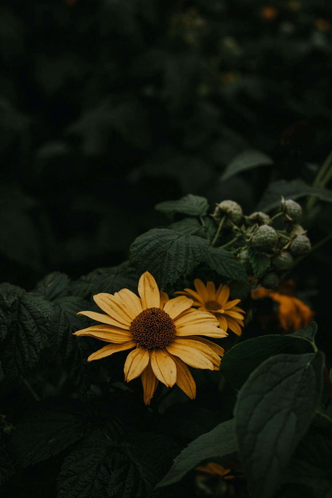 军中绿花简谱